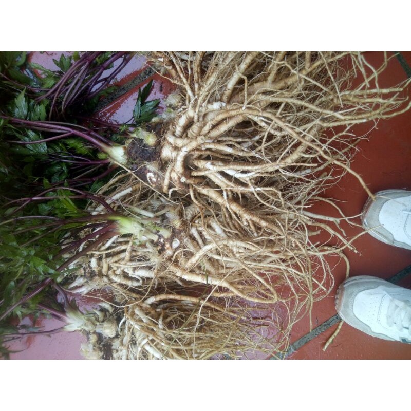 Sâm đương quy tươi 150k/2kg