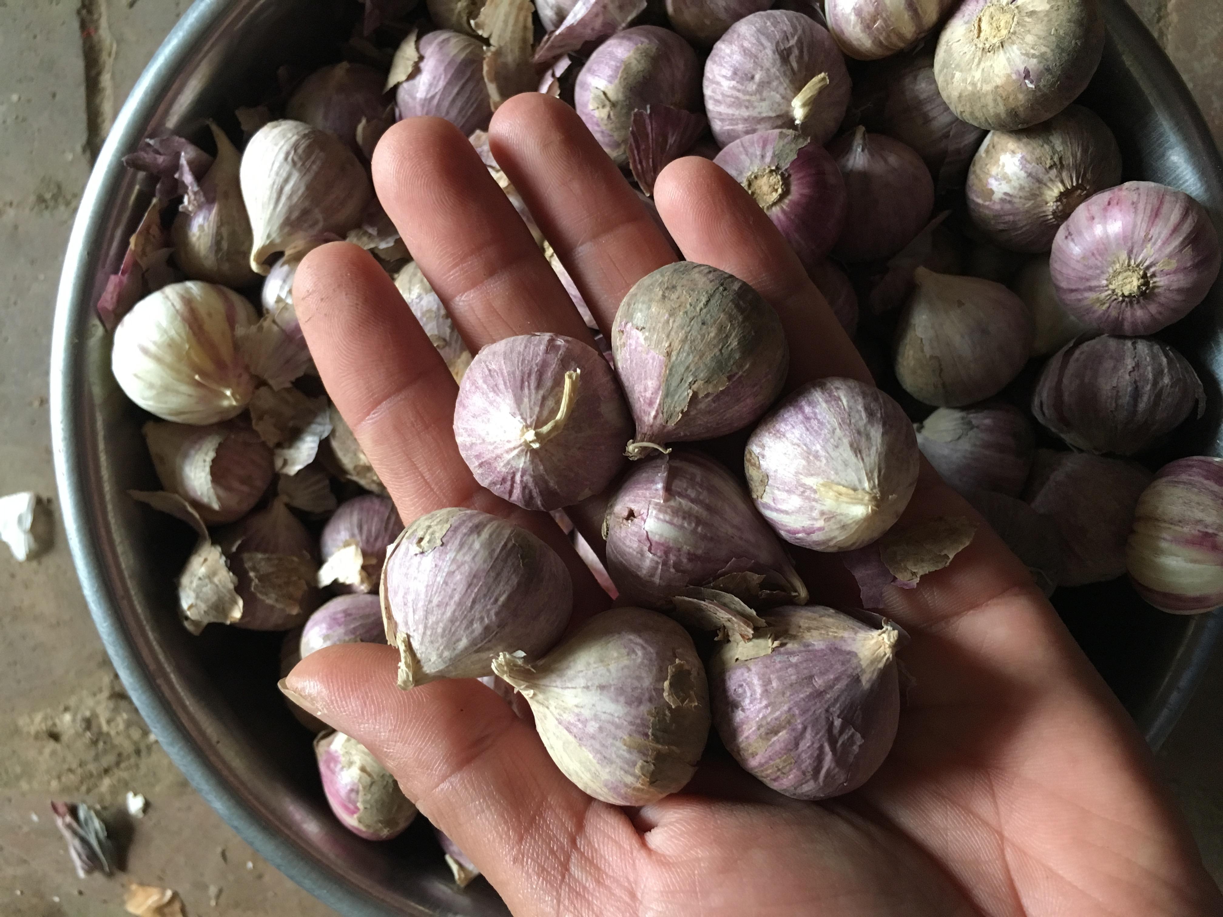 Tỏi cô Đơn - Làm tỏi đen 1kg