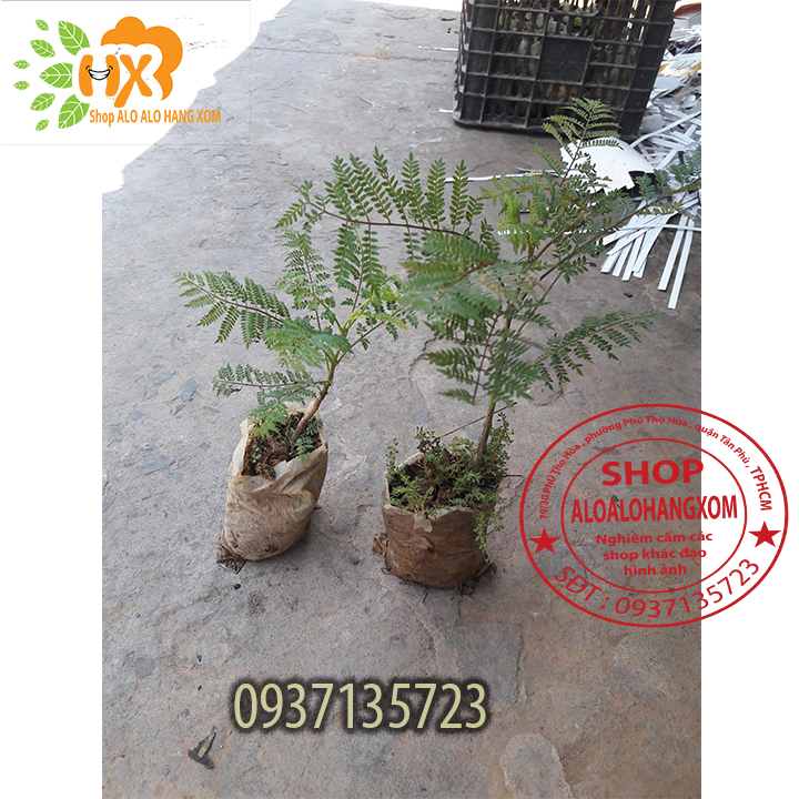 COMBO 5 CÂY PHƯỢNG TÍM CÂY GIỐNG