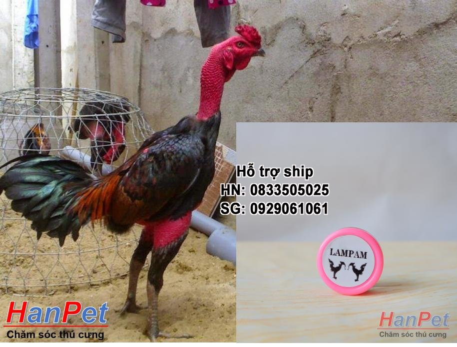 HN-(Thu ốc GÀ CHỌI) Thu ốc kích mỏ bung cựa gà chọi, mọc cựa sớm cho gà đá, dạng Thu ốc mỡ bôi 5gr/lọ-  MADE IN