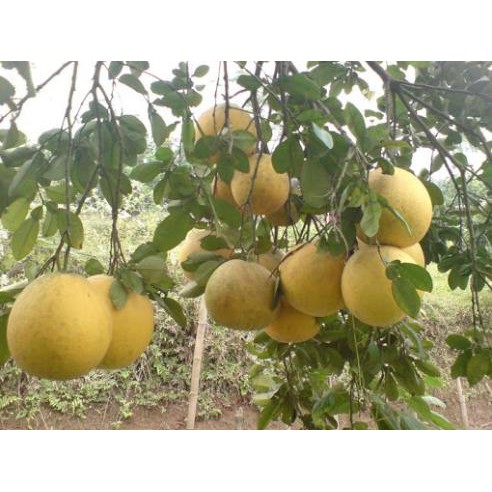 [Chuẩn Giống F1] Cây giống bưởi diễn