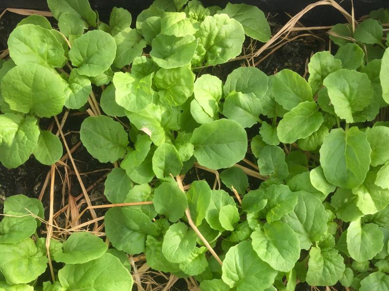 Hạt giống cải bẹ Dún Thái Lan , Gói 10 gram
