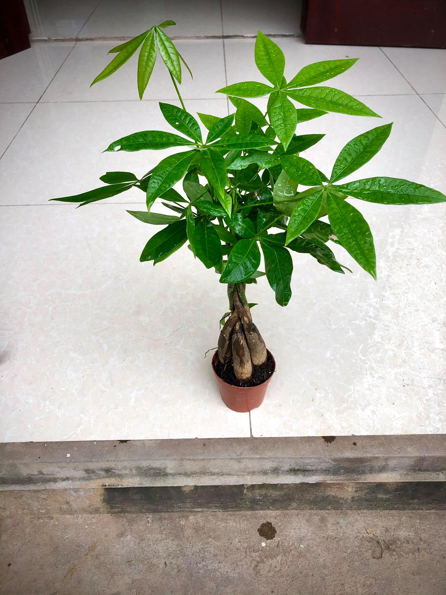 Cây kim ngân  thân xoắn (ảnh thật)