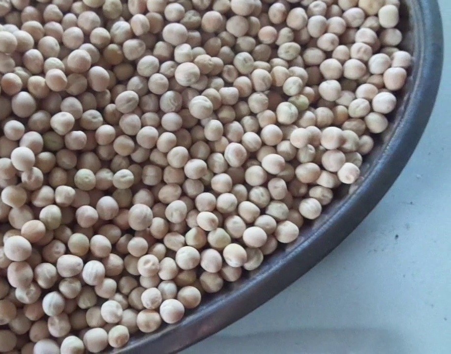 Hạt giống mầm đậu hà lan gói 1kg - rau mầm thơm và tốt