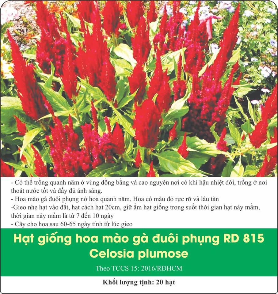 Hạt Giống Hoa Mào Gà Đuôi Phụng 0.1gr