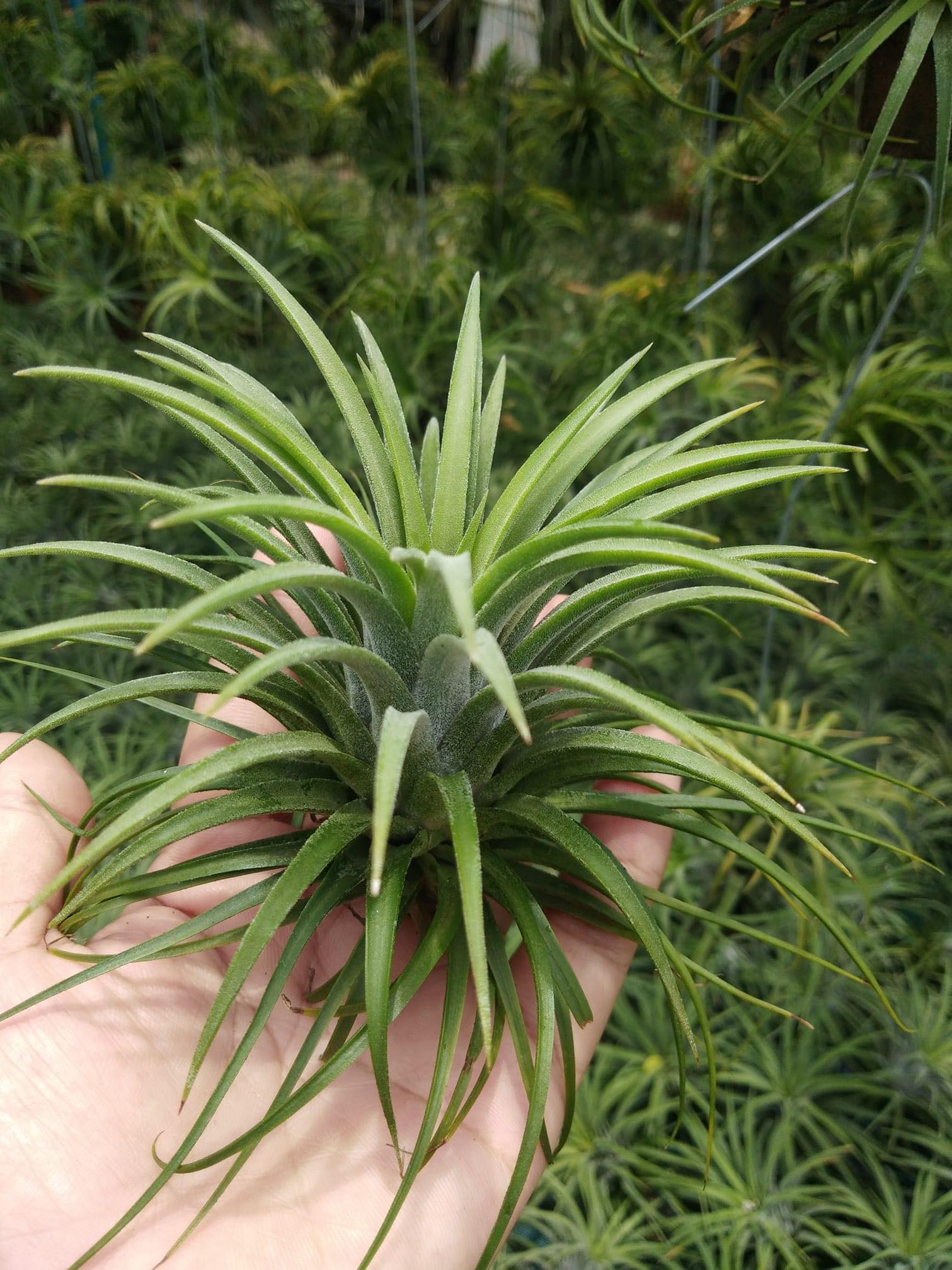 Cây không khí thạch thảo (size lớn)