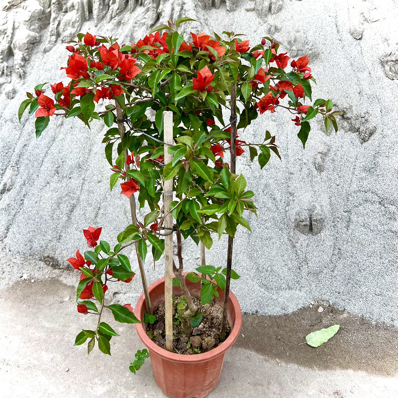 Cây hoa giấy đỏ lửa trưởng thành - Red Samba đang hoa cao 80cm (Ảnh thật).