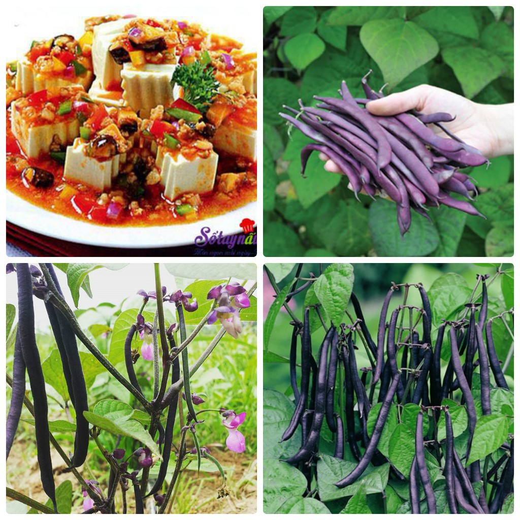 Hạt giống Đậu cove tím leo dàn -gói 10gram