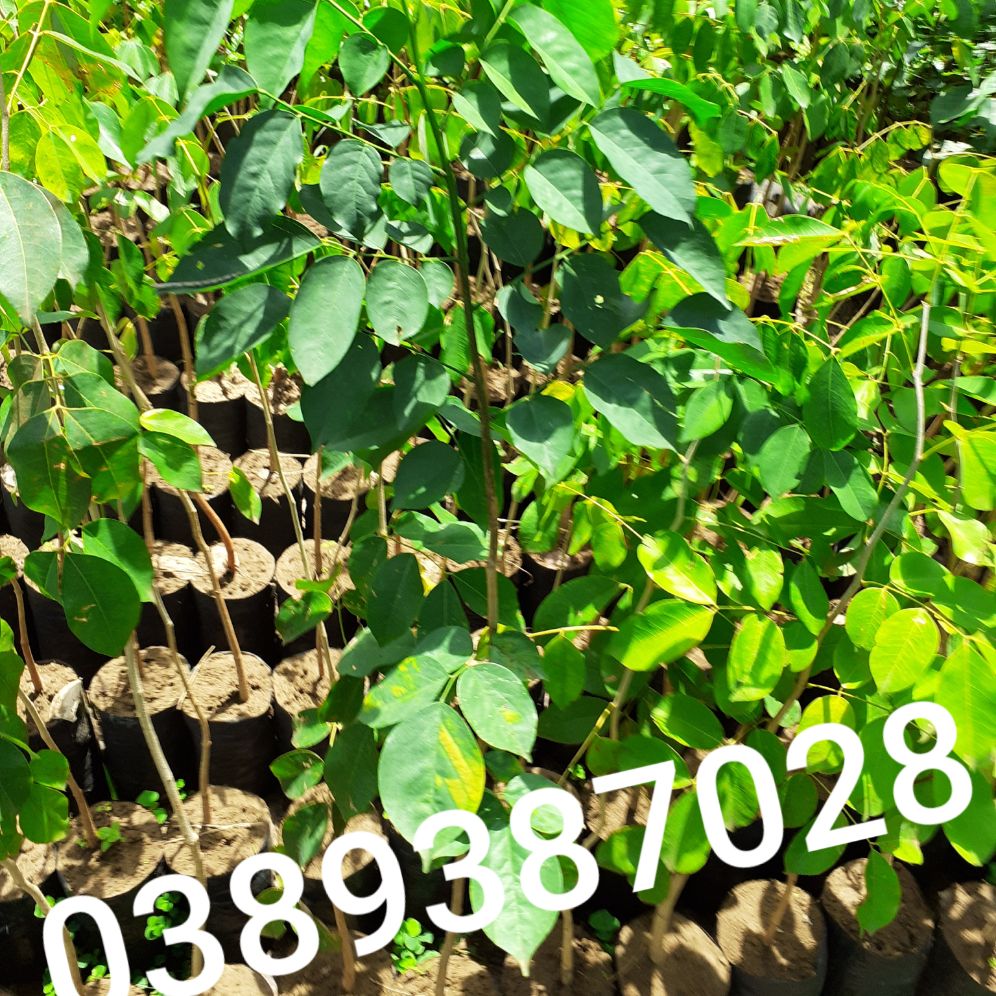 cây giáng hương,3 cây cao 1m trỡ lên