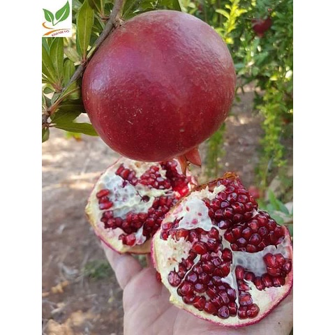 Cây giống lựu đỏ ấn độ giống lùn