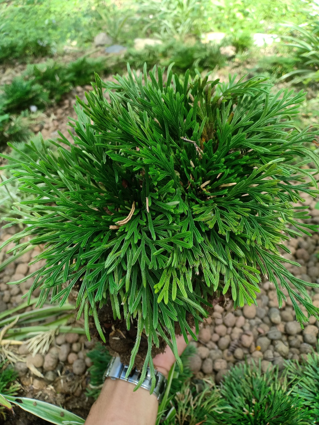 Trường sinh thảo (Bonsai)