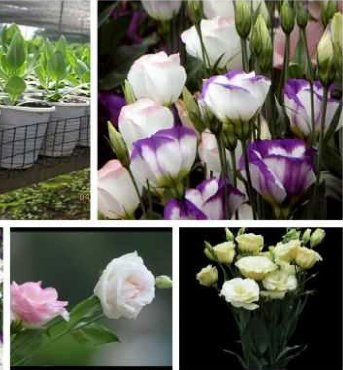 "Gói 5 "Hạt giống hoa cát tường mix màu [Seeds]