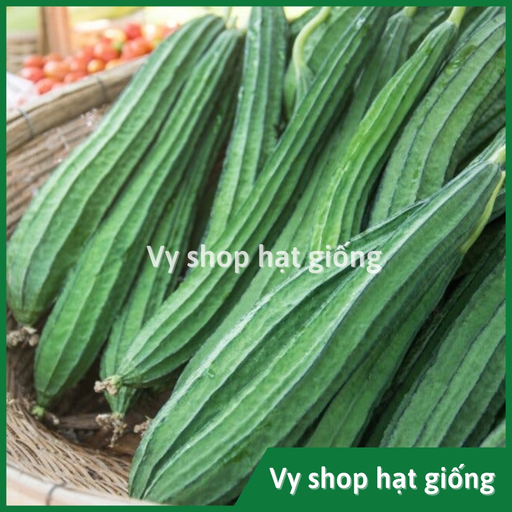 Hạt giống mướp khía Thái Lan gói 14 hạt