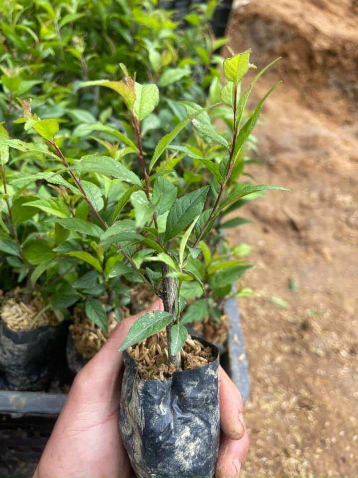 CÂY GIỐNG NHẤT CHI MAI