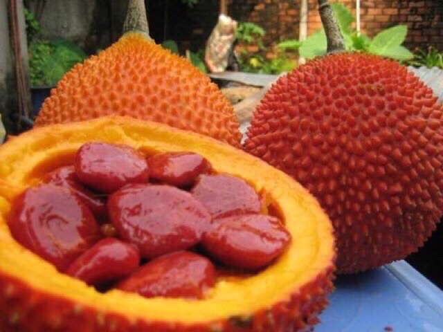 Cây giống Gấc nếp cao sản