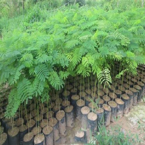 CÂY GIỐNG CÂY HOA PHƯỢNG ĐỎ ( HOA PHƯỢNG VỸ ĐỎ) SIÊU ĐẸP