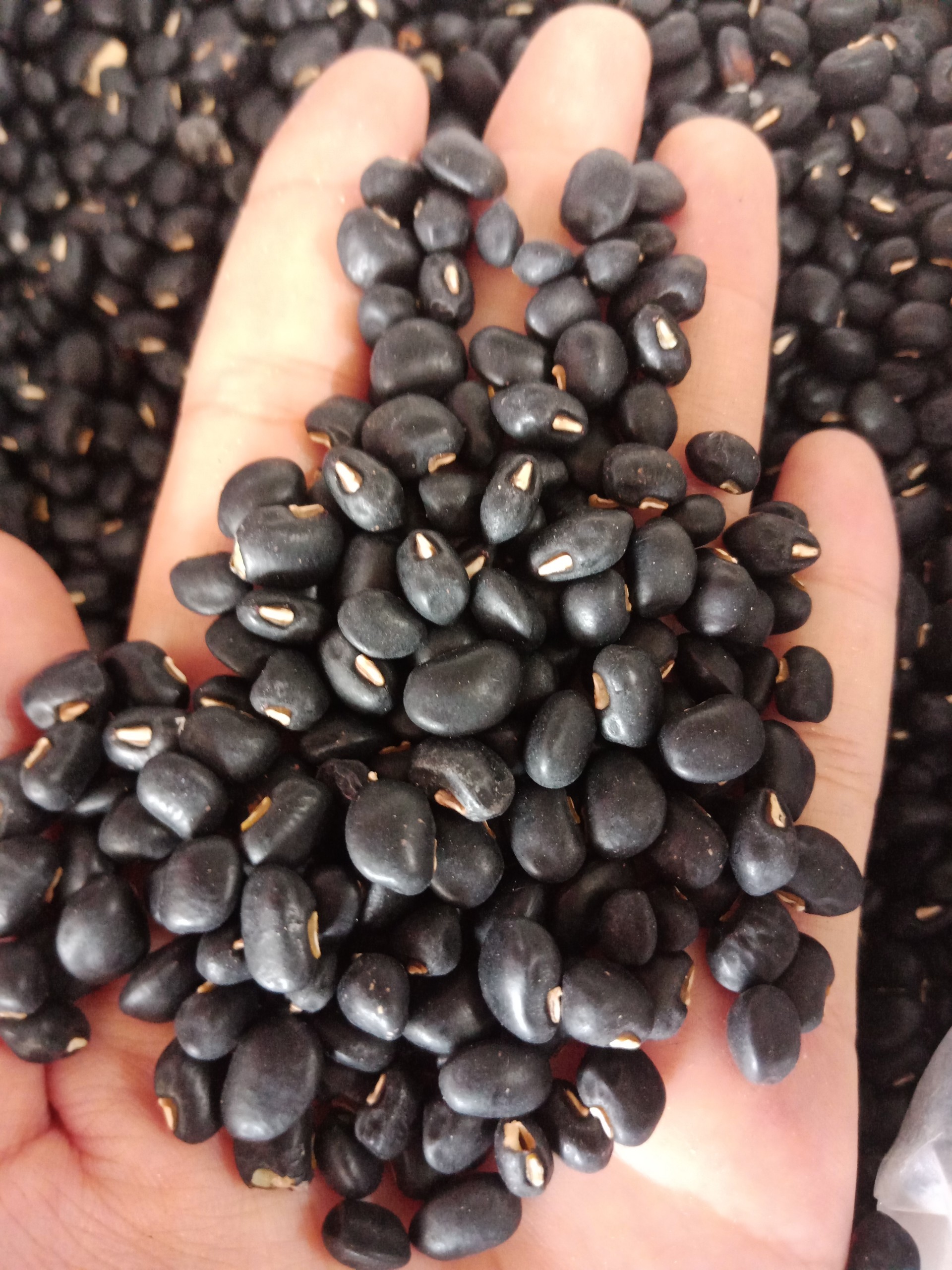 ĐẬU ĐEN XANH LÒNG (0.5KG)