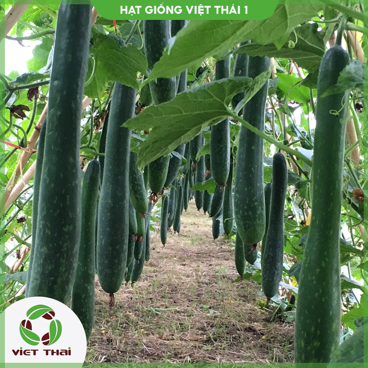 Hạt giống bí sặt cao sản tn - hgvt1