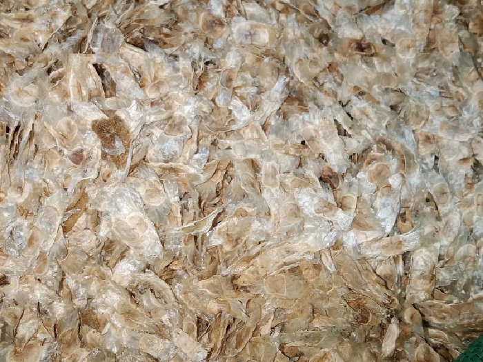 Hạt Giống Cây Hoa Phong Linh Tím - Gói 10 hạt
