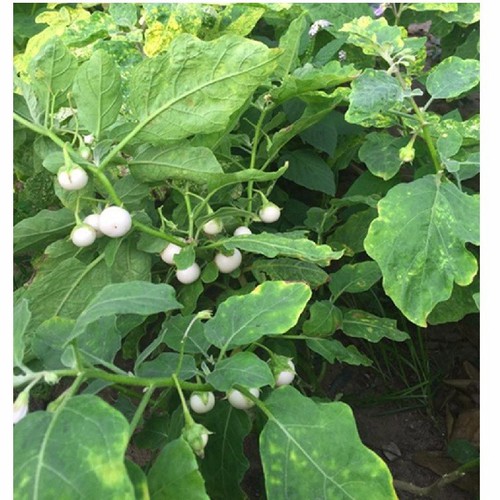 Hạt Giống Cà Pháo Trắng Cao Sản - 2gram(400 hạt)