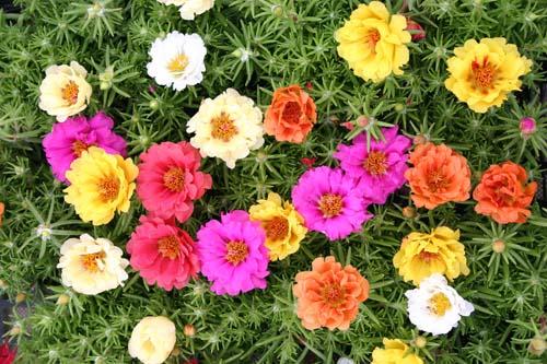Hạt Giống Hoa Mười Giờ Mix Nhiều Màu Hà Lan Trồng Quanh Năm Dễ Trồng