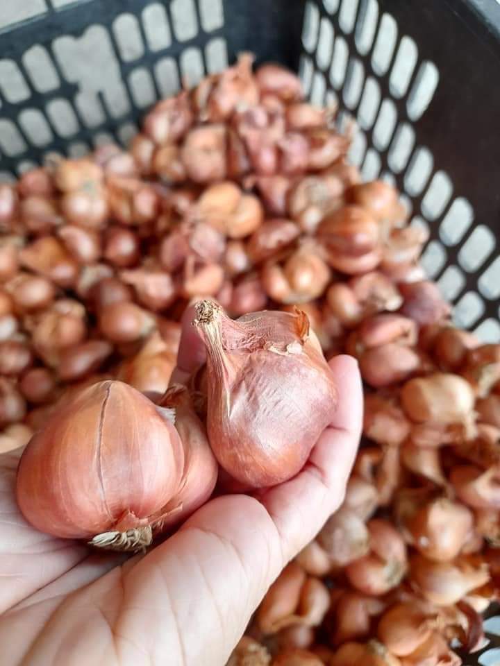 COMBO 3KG Hành Củ Kinh Môn Hải Dương