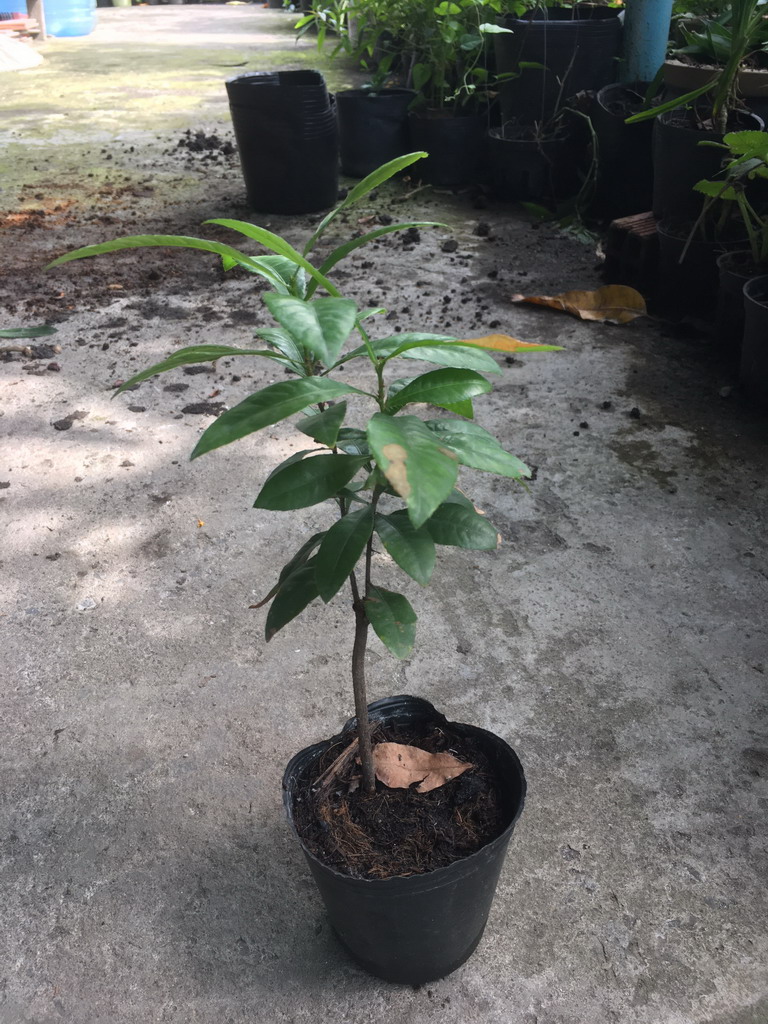 Cây giống mai tứ quý