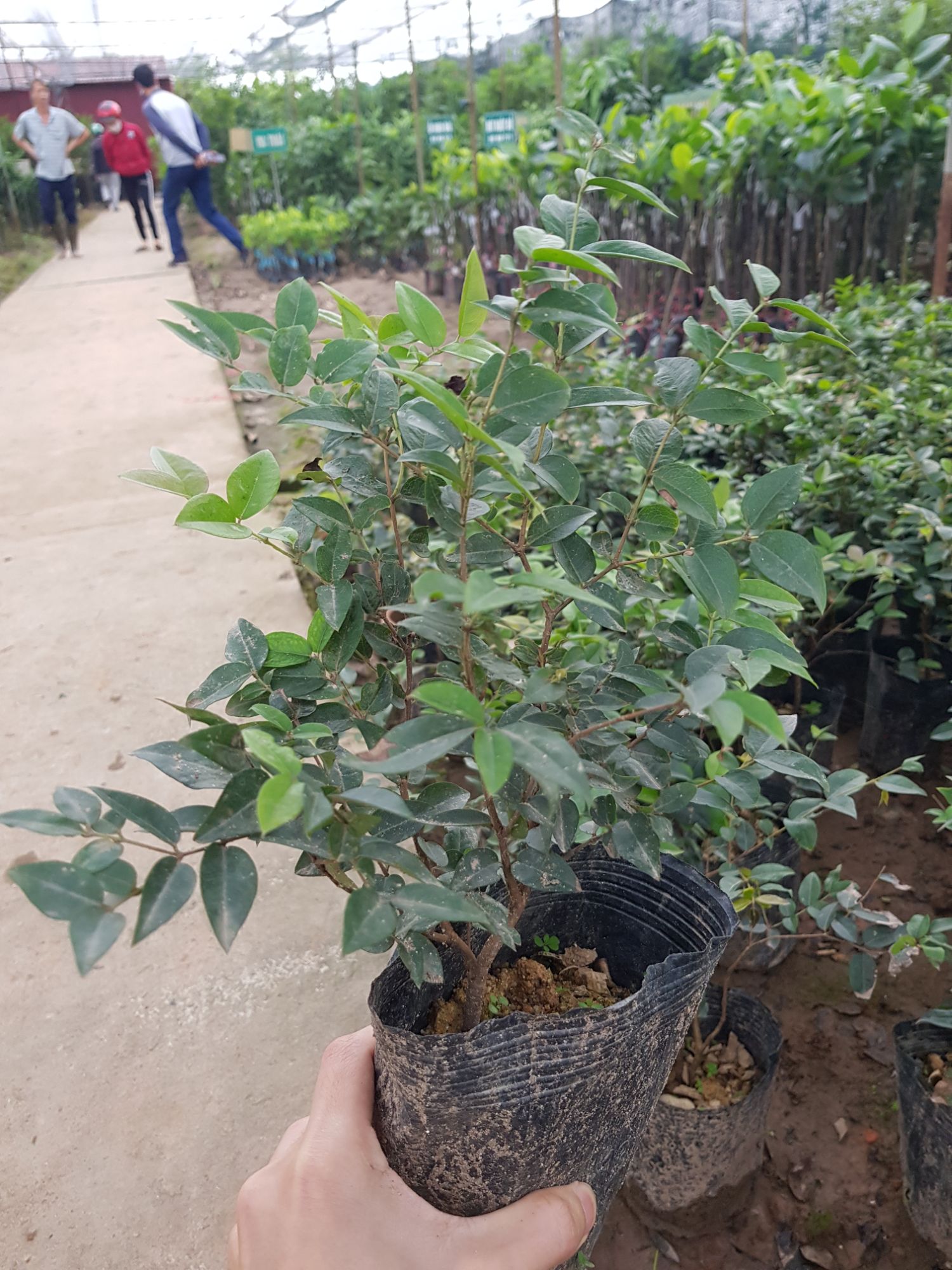 Cây nho thân gỗ tứ quý