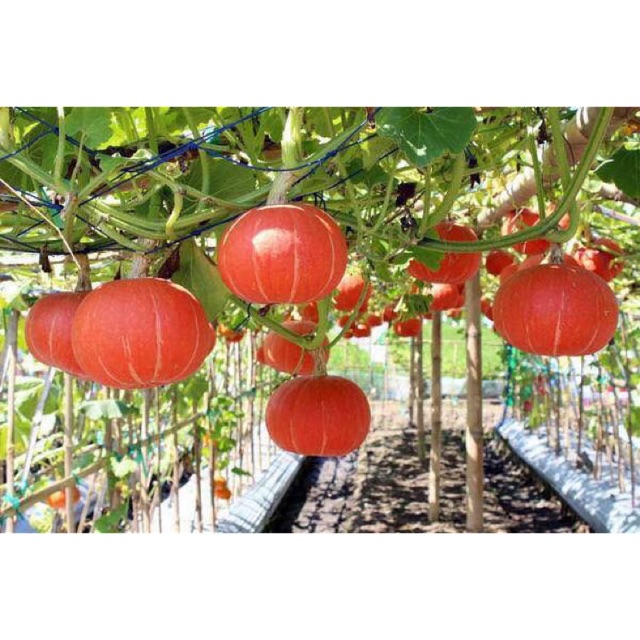 Hạt Giống Bí Mặt Trời Đỏ Hokaido - Nhập Khẩu Thái Lan Nguyên Bao Bì Gói 35 Hạt