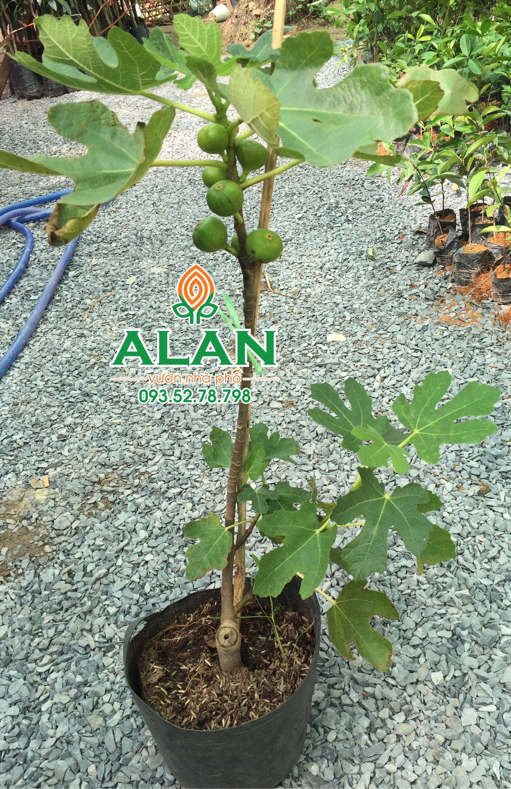 Cây giống sung Mỹ siêu to và đẹp