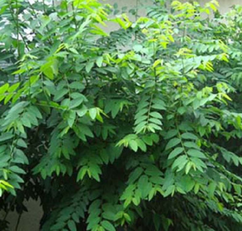 COMBO 5 gói hạt giống rau ngót ( rau bồ ngót )