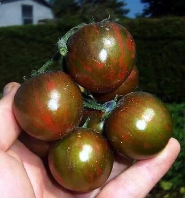Hạt giống cà chua zera socola