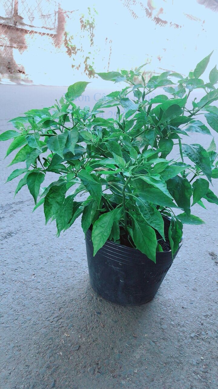 Ớt Chỉ Thiên