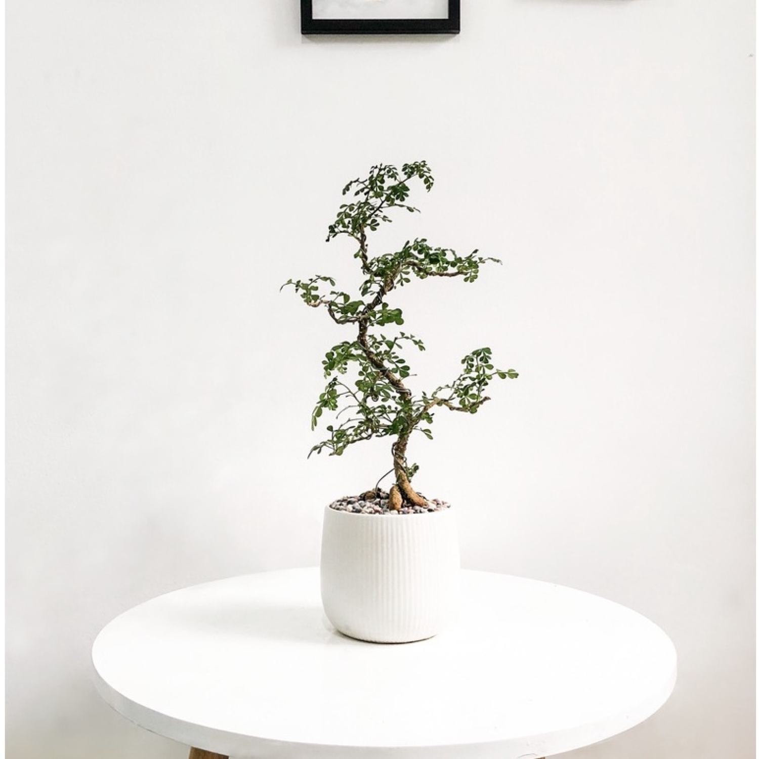 Cây Cần Thăng Bonsai mini để bàn