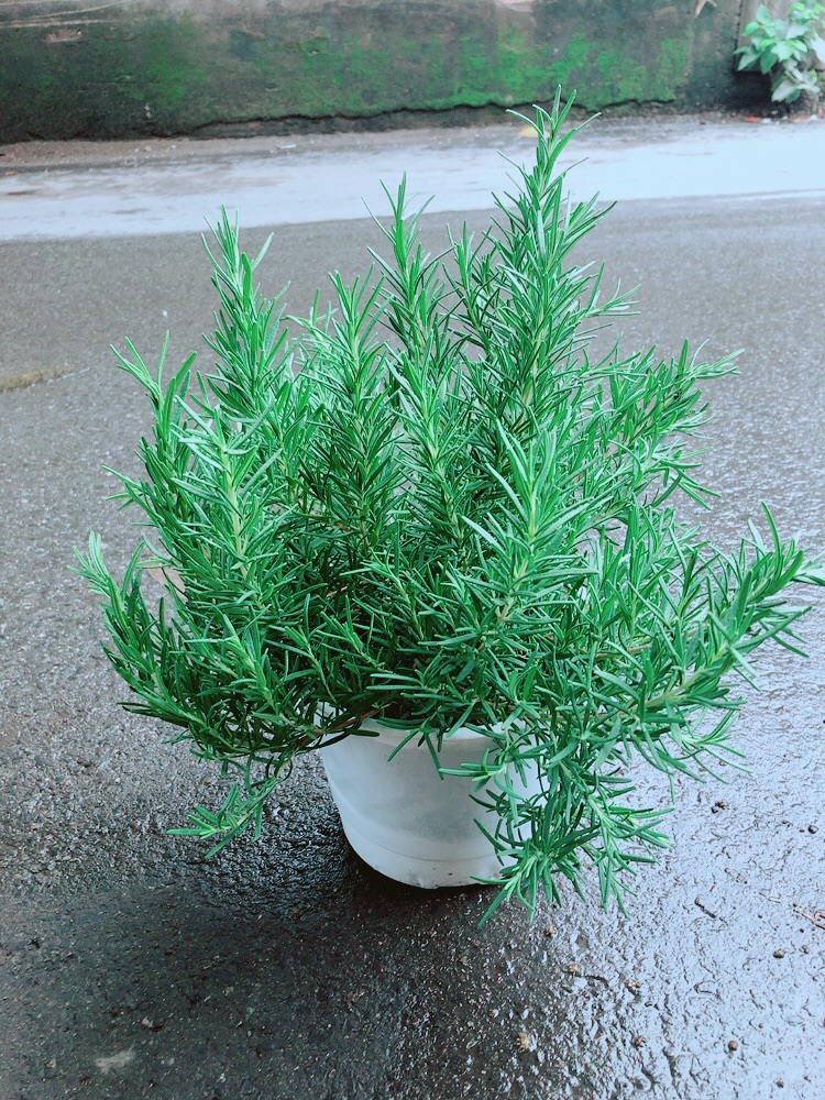 [HCM]Hương Thảo Size Đại