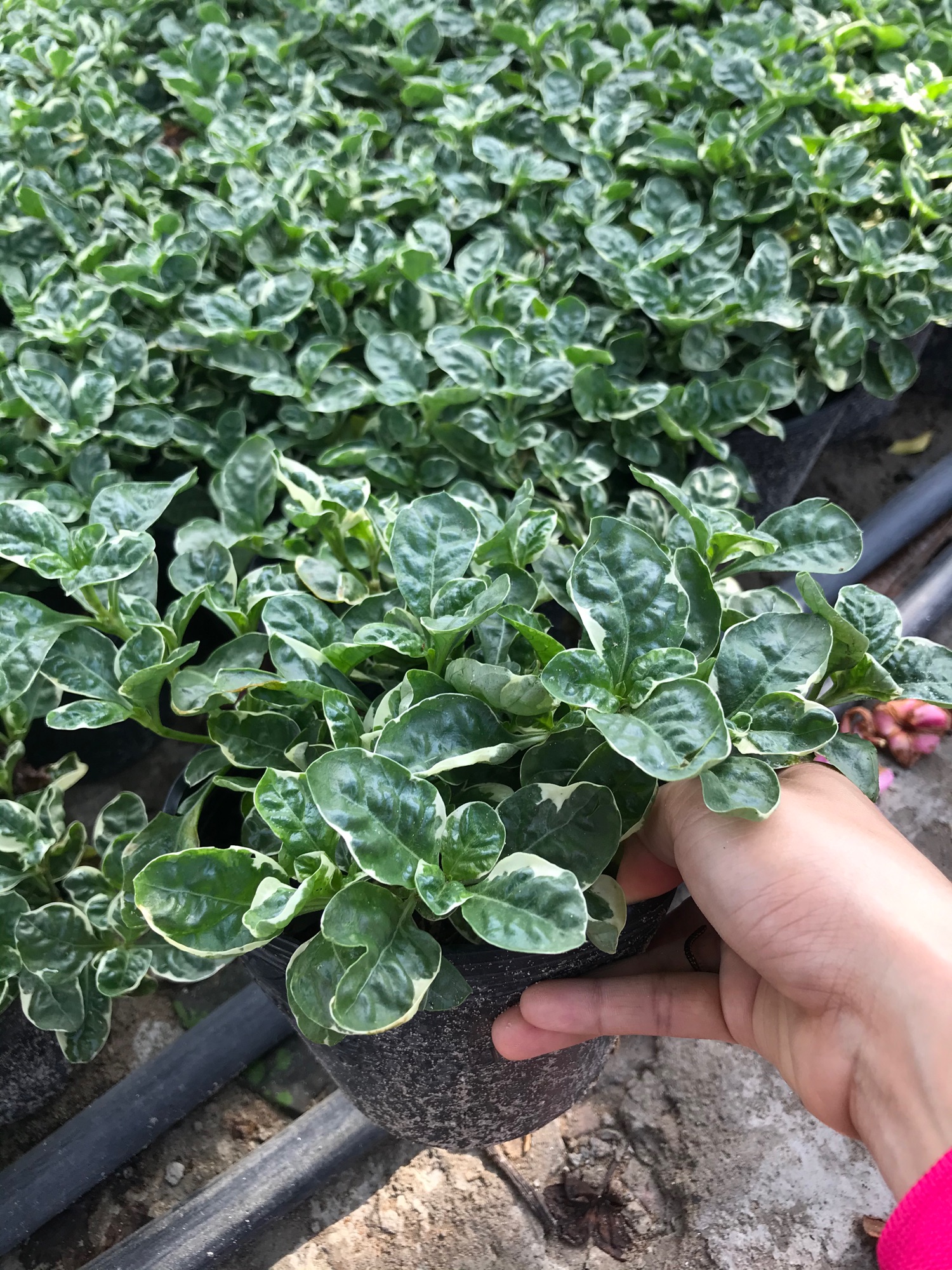 Cây Cẩm thạch tặng phân bón cho cây