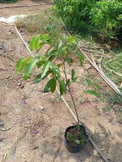 Cây giống Hoa Dẻ