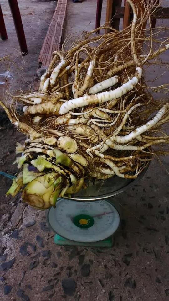 [HCM]1kg Sâm đương quy tươi