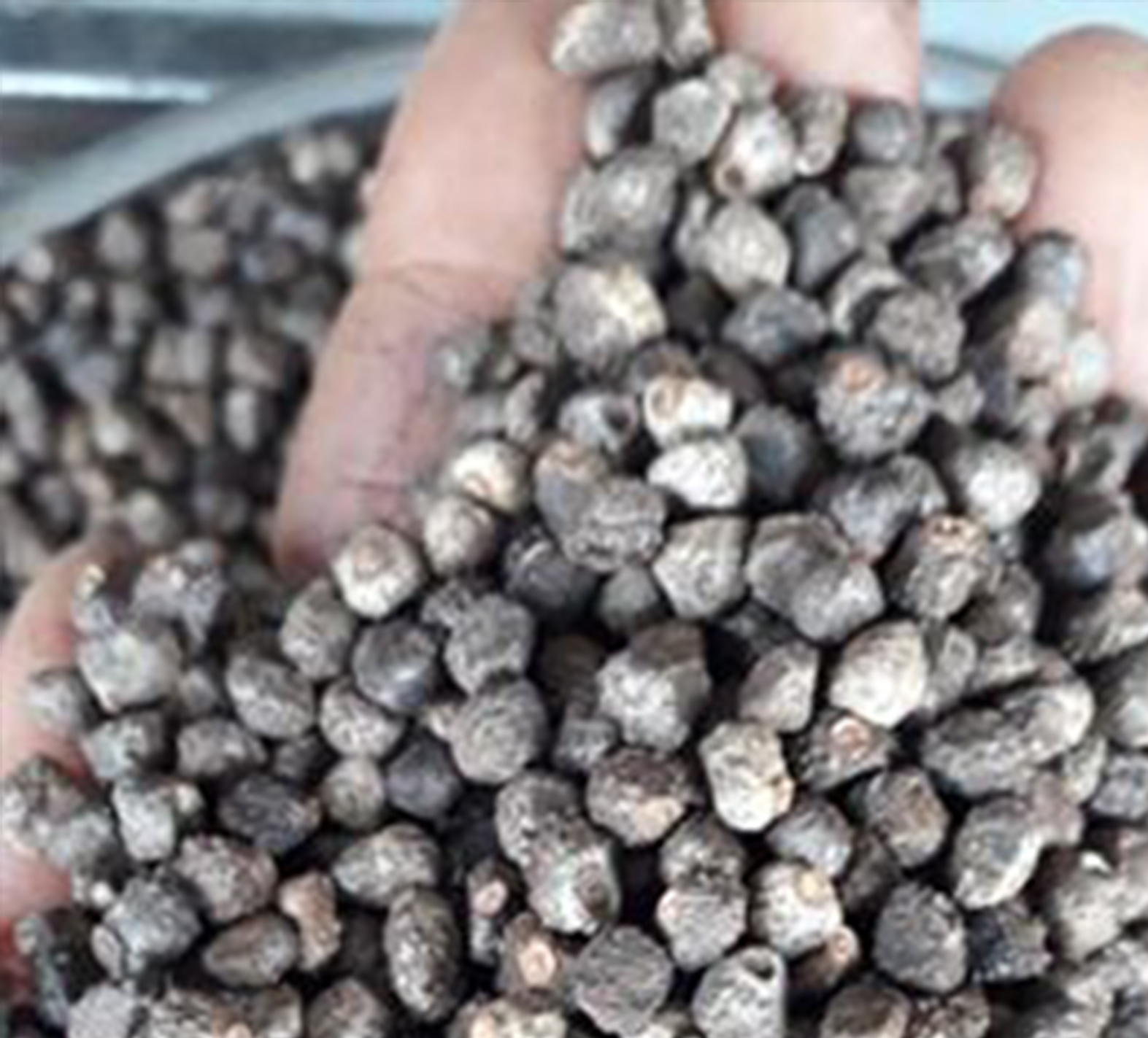 500g Hạt chuối hột rừng đã làm sạch, tan sỏi thận, tiểu đường, đau nhức xương khớp, đau lưng mỏi gối