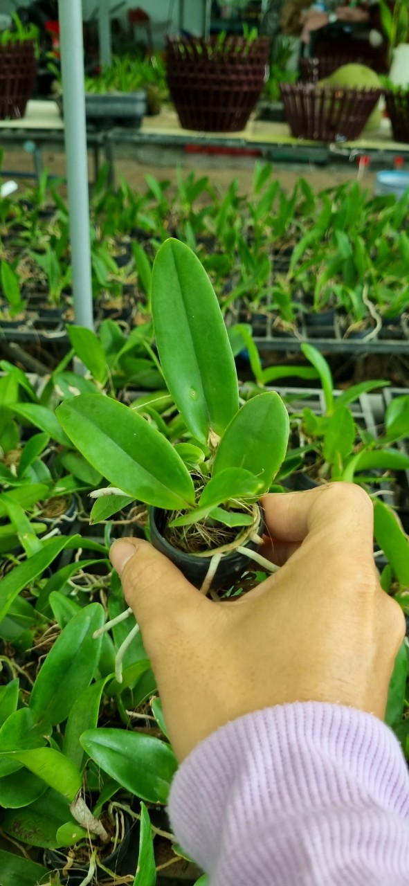 HOA LAN CATT VARUT VALENTINE CÂY GIỐNG Cao 7-10Cm