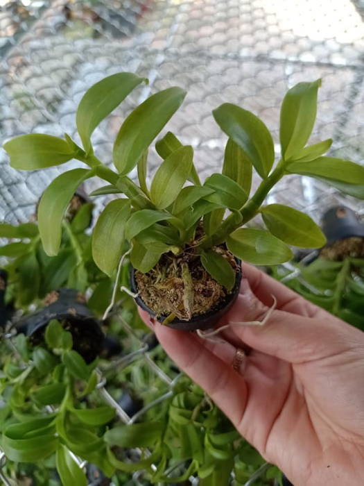 lan phi điệp 5 cánh trắng Phú Thọ cây giống 7 -10cm