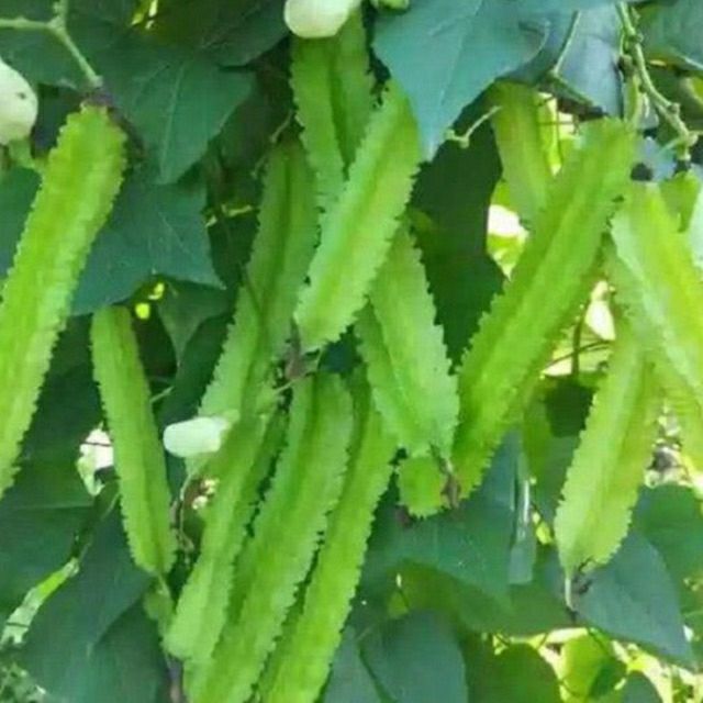 Hạt giống đậu rồng tứ quí - đậu khế gói 10gram
