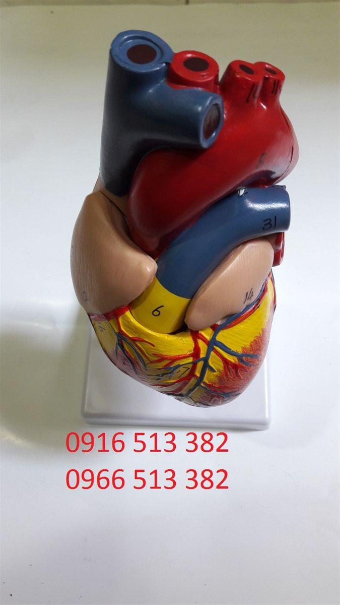 [HCM]Mô hình giải phẫu tim người