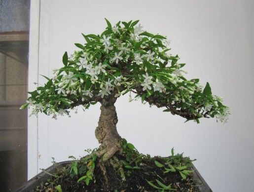 CÂY MAI CHIẾU THUỶ DÁNG BON SAI GỬI ĐI HÌNH CUỐI