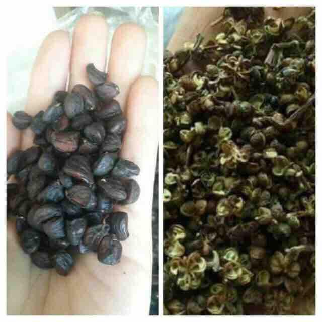 Combo 20 hạt dổi+ 100g hạt mắc khén khô