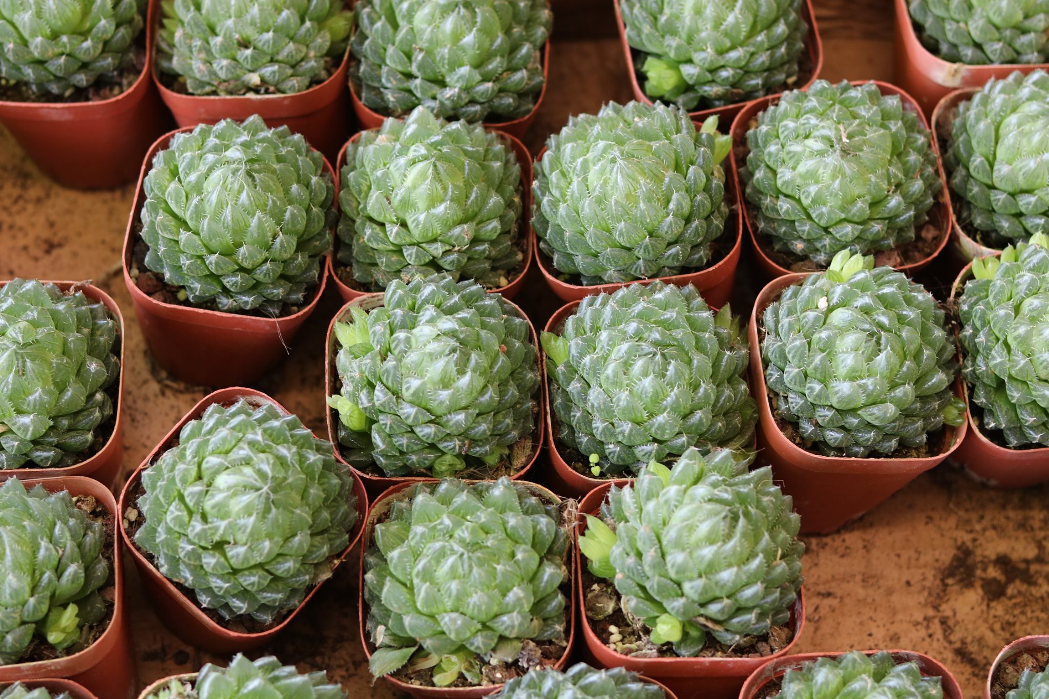Sen đá Haworthia dạ quang