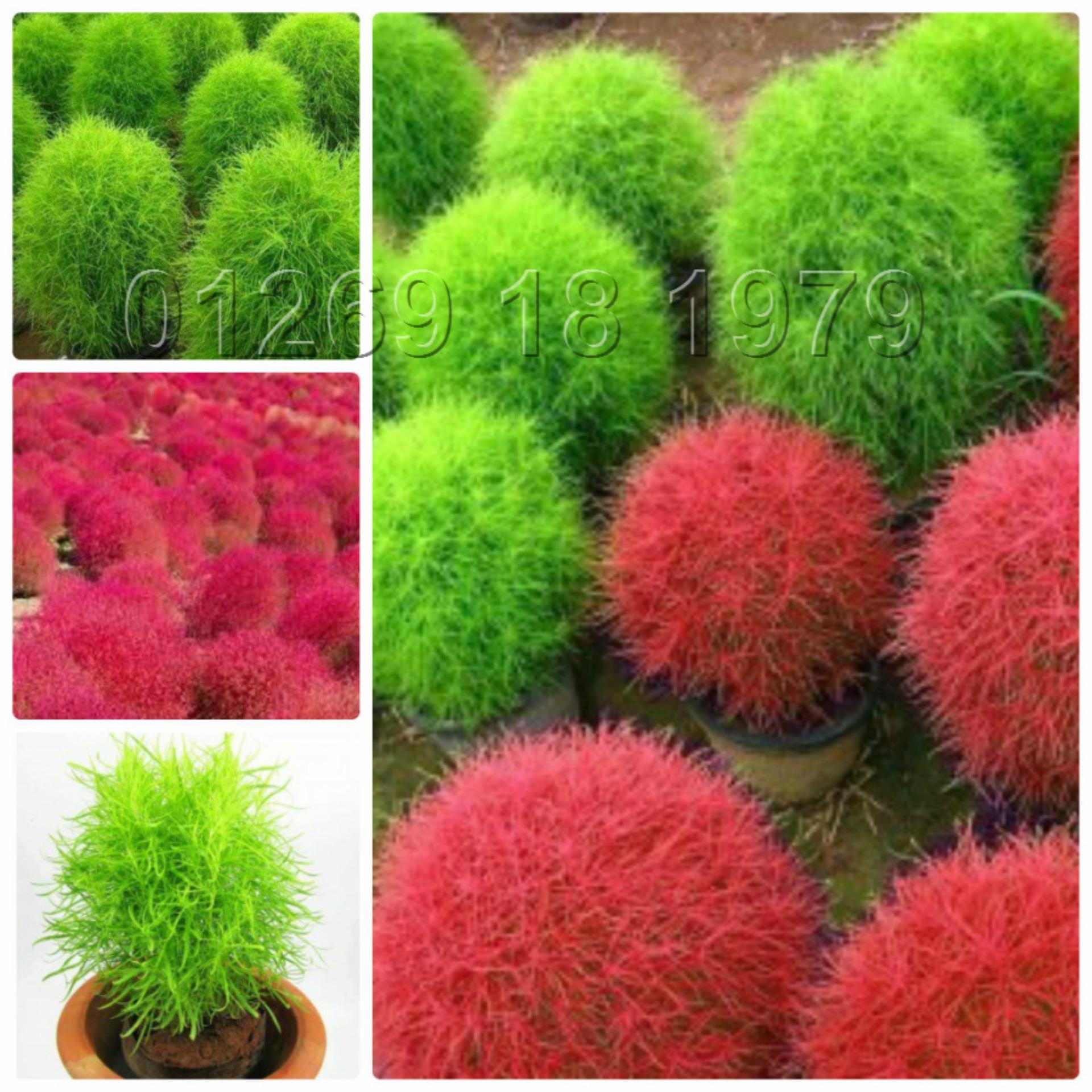 50 Hạt giống Cỏ Đổi màu (tặng Kích nẩy mầm, Hướng dẫn ươm)