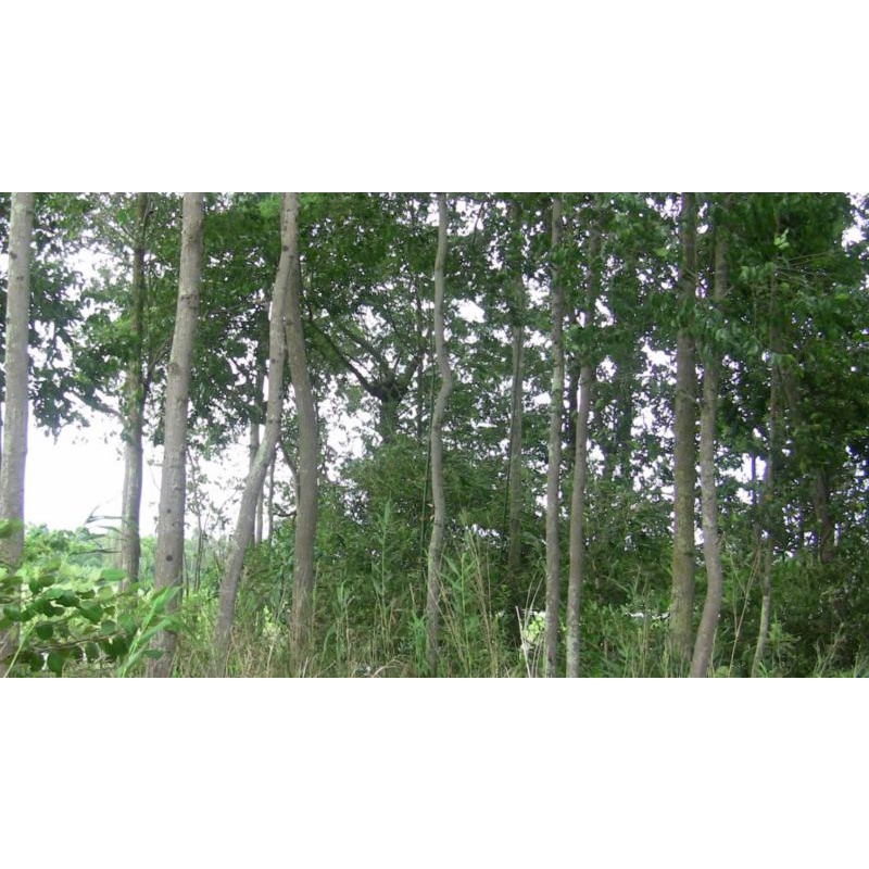 Cây gỗ sao đen giống (cây đẹp có bảo hành)