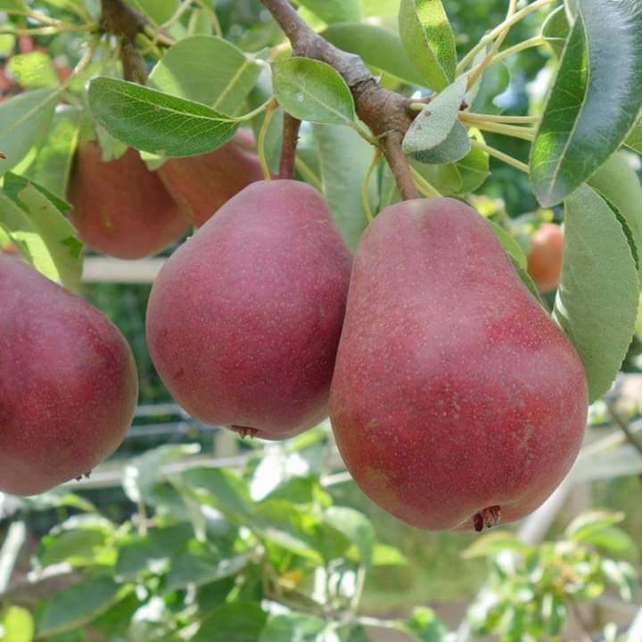 cây giống LÊ ĐỎ NAM PHI cây ghép