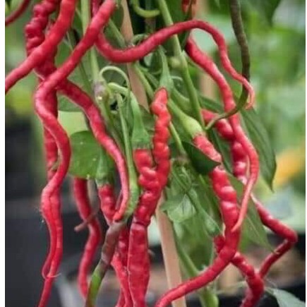 [ Siêu Hạt Giống ] (200-300 hạt) Hạt giống ớt tóc dài hair pepper chilli)